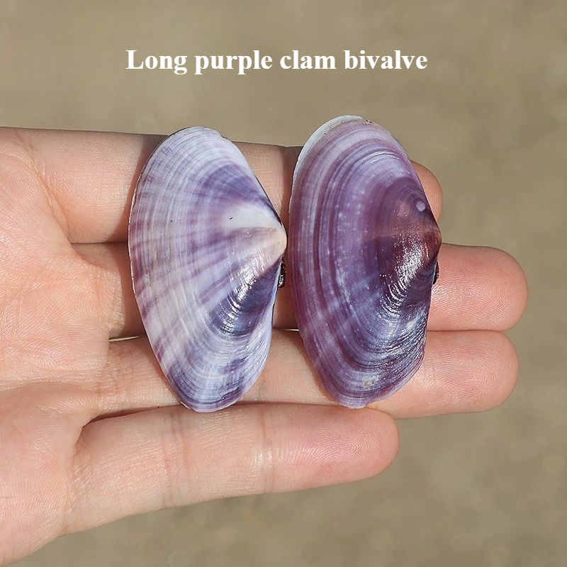 Aquarium Fish Long - Conchiglia Naturale Lunga Viola per Acquario,