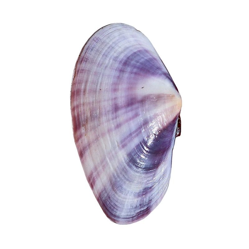 Lungo vongole viola Conchiglia - Aquarium Fish Long recensione e prezzo
