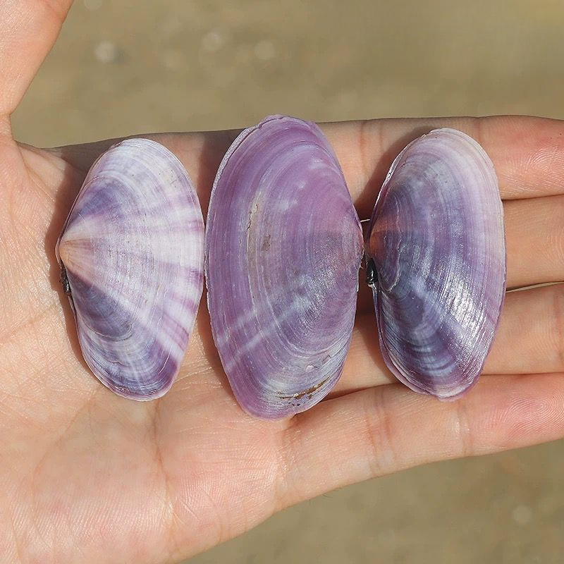 Lungo vongole viola Conchiglia - Aquarium Fish Long recensione e prezzo