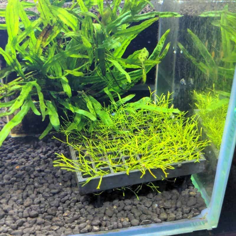 Supporto a rete per muschio da - Aquarium Fish Elevator recensione e prezzo
