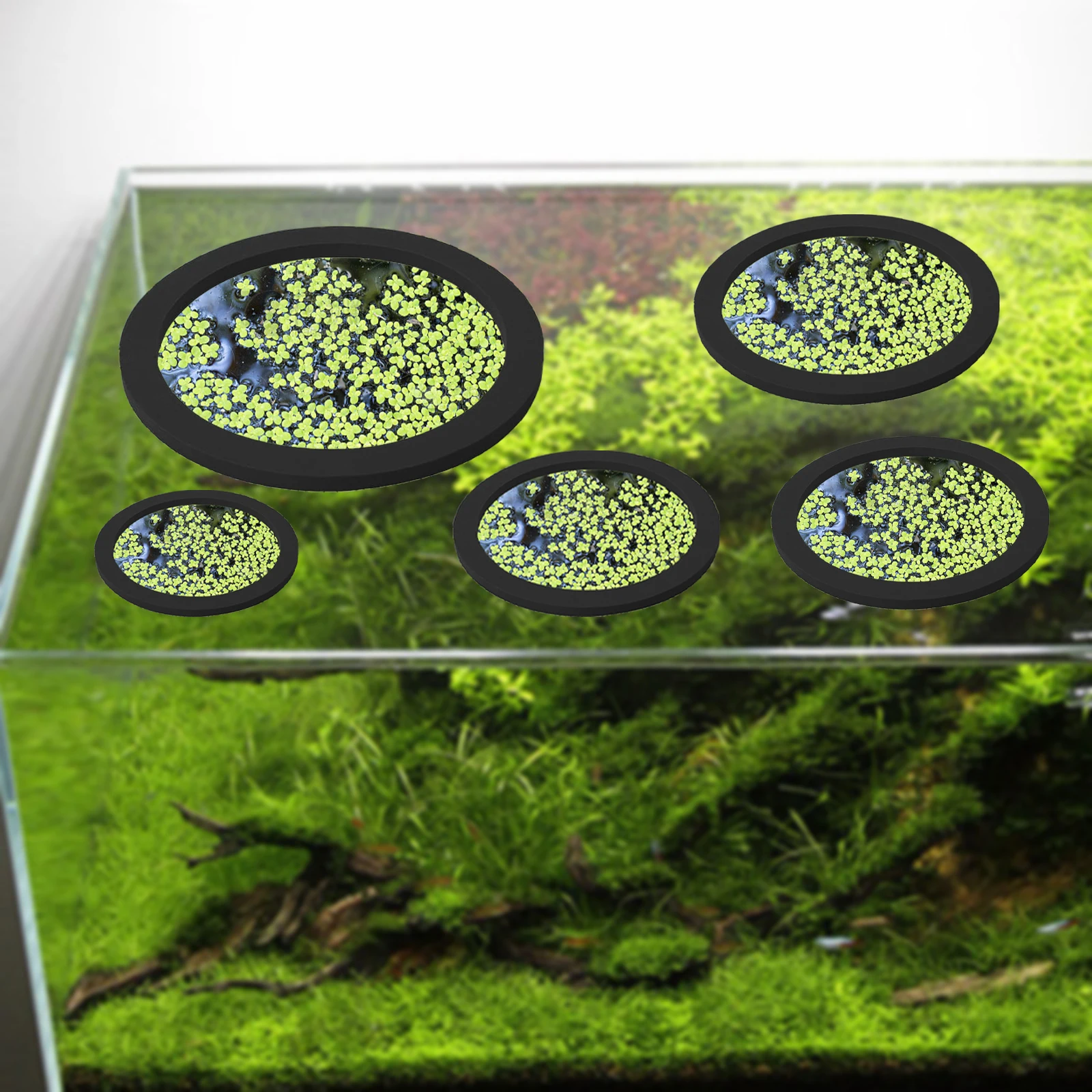 5 pz EVA Anello di Alimentazio - Aquarium Fish House recensione e prezzo