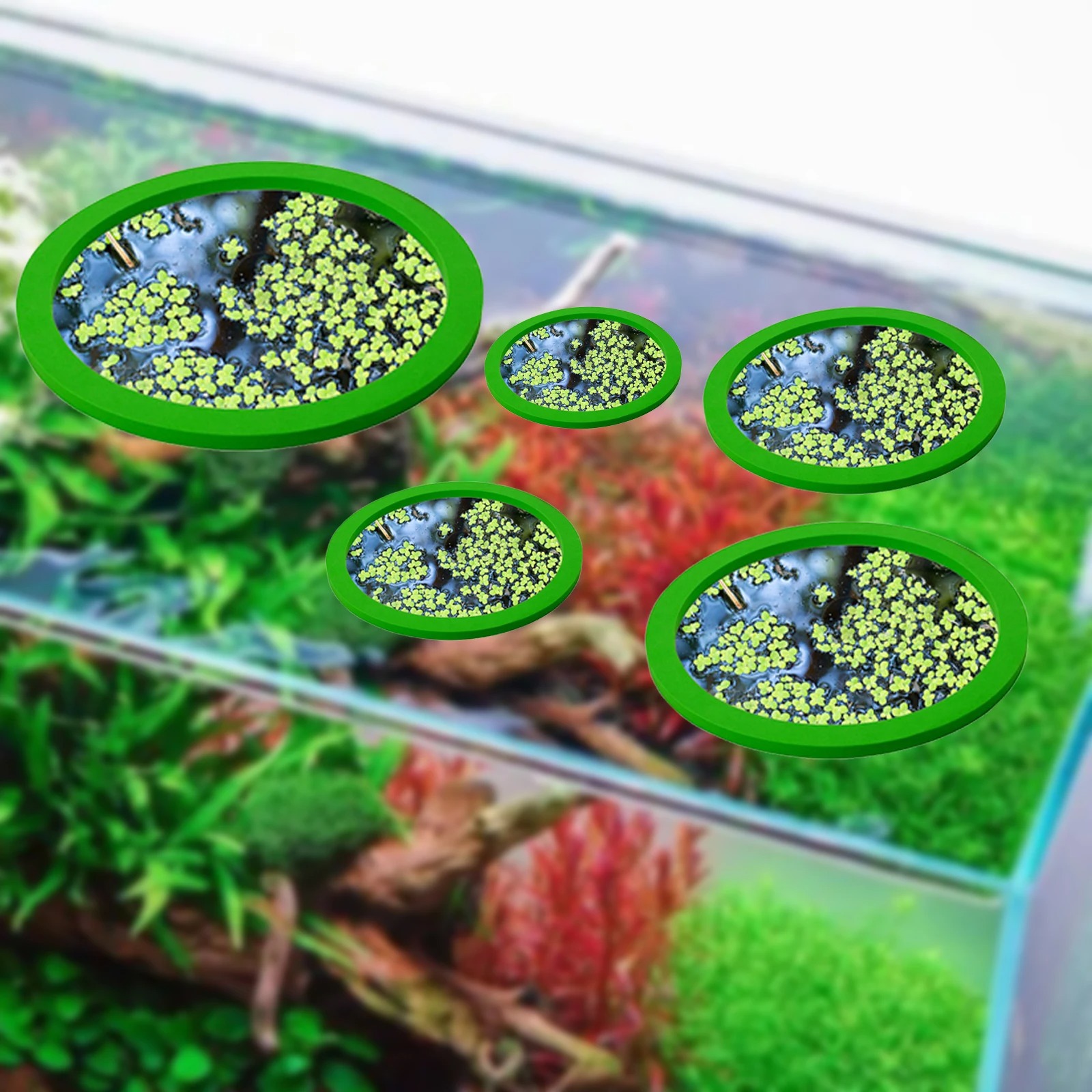 5 pz EVA Anello di Alimentazio - Aquarium Fish House recensione e prezzo